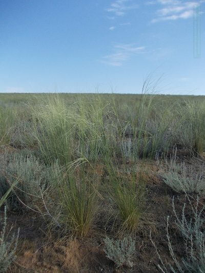 Stipa sareptana, photographed by Konstantin Grebennikov