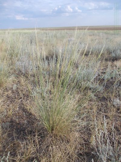 Stipa sareptana, photographed by Konstantin Grebennikov