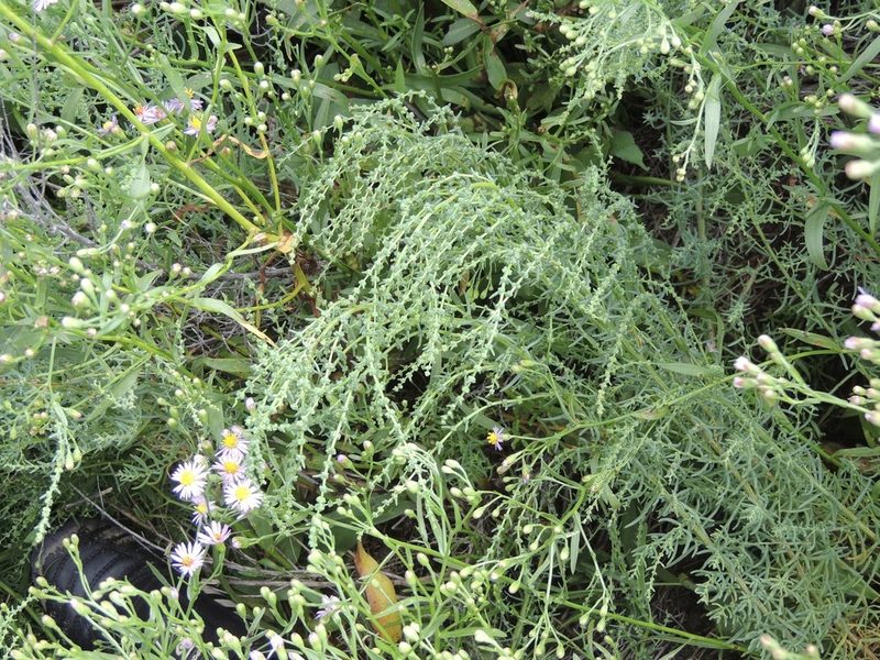 Suaeda acuminata, photographed by Konstantin Grebennikov
