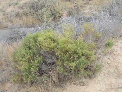 Suaeda physophora, photographed by Konstantin Grebennikov