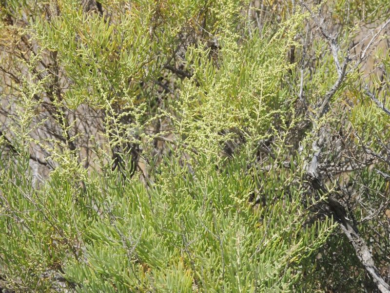 Suaeda physophora, photographed by Konstantin Grebennikov