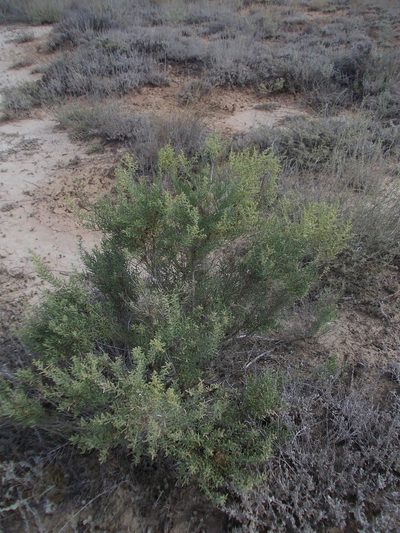 Suaeda physophora, photographed by Konstantin Grebennikov