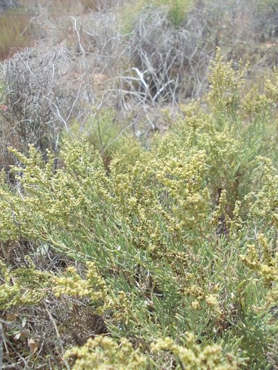 Suaeda physophora, photographed by Konstantin Grebennikov