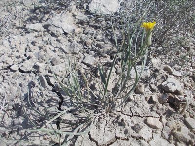 Takhtajaniantha pusilla, photographed by Konstantin Grebennikov