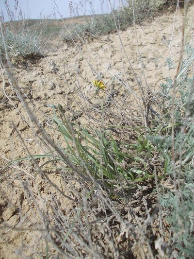 Takhtajaniantha pusilla, photographed by Konstantin Grebennikov