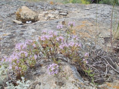 Thymus kirgisorum, photographed by Konstantin Grebennikov