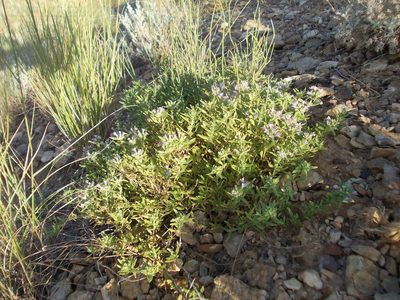 Thymus kirgisorum, photographed by Konstantin Grebennikov