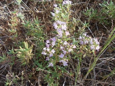 Thymus kirgisorum, photographed by Konstantin Grebennikov