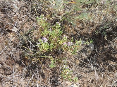 Thymus kirgisorum, photographed by Konstantin Grebennikov
