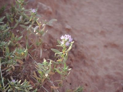 Thymus kirgisorum, photographed by Konstantin Grebennikov