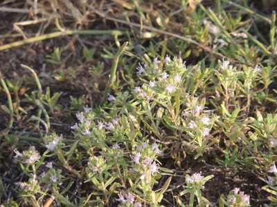 Thymus kirgisorum, photographed by Konstantin Grebennikov