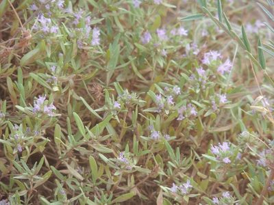 Thymus kirgisorum, photographed by Konstantin Grebennikov