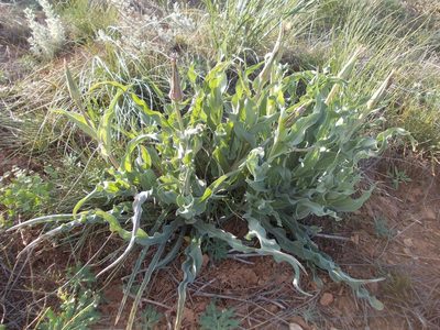 Tragopogon marginifolius, photographed by Konstantin Grebennikov