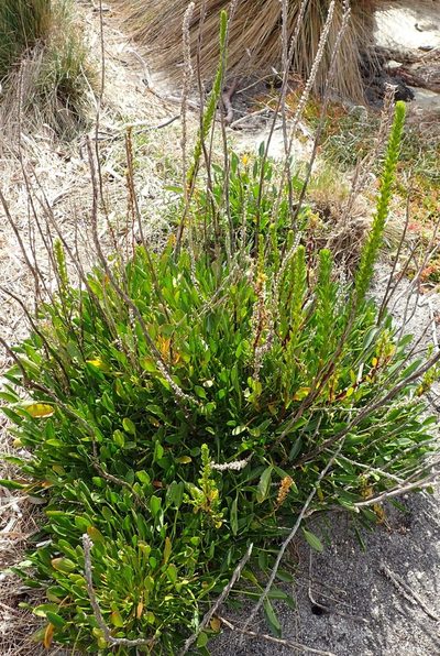 Lawrencia spicata, photographed by corunastylis