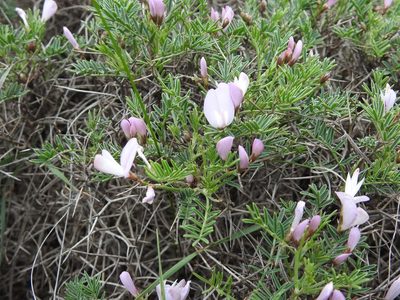 Onobrychis cornuta, photographed by Konstantin Grebennikov