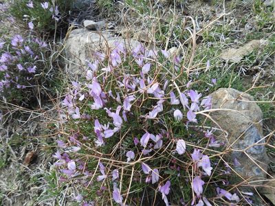 Onobrychis cornuta, photographed by Konstantin Grebennikov