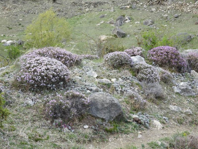 Onobrychis cornuta, photographed by Konstantin Grebennikov