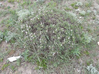 Onobrychis cornuta, photographed by Konstantin Grebennikov