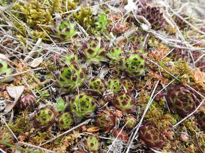Sempervivum caucasicum, photographed by Konstantin Grebennikov