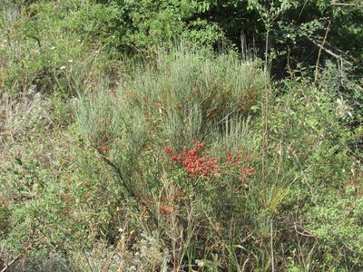 Ephedra procera, photographed by Konstantin Grebennikov