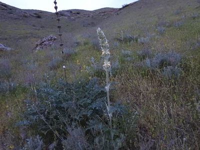 Phlomoides laciniata, photographed by Konstantin Grebennikov