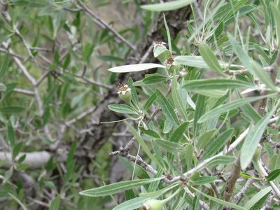 Pyrus salicifolia, photographed by Konstantin Grebennikov