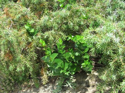 Vincetoxicum funebre, photographed by Konstantin Grebennikov