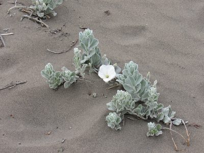 Convolvulus persicus, photographed by Konstantin Grebennikov