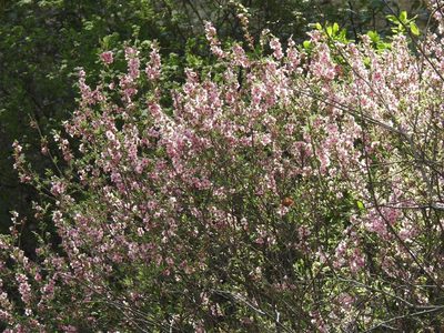 Prunus incana, photographed by Konstantin Grebennikov