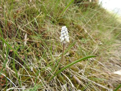 Muscari pallens, photographed by Konstantin Grebennikov