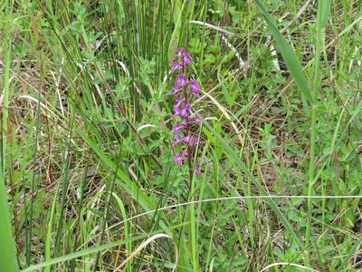 Anacamptis palustris, photographed by Konstantin Grebennikov
