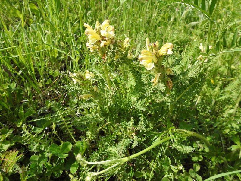 Pedicularis sibthorpii, photographed by Konstantin Grebennikov