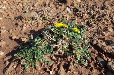Taraxacum aphrogenes, photographed by Konstantin Grebennikov