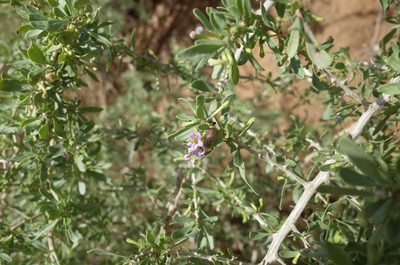 Lycium schweinfurthii, photographed by Konstantin Grebennikov