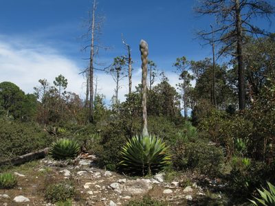 Agave montana, photographed by Konstantin Grebennikov