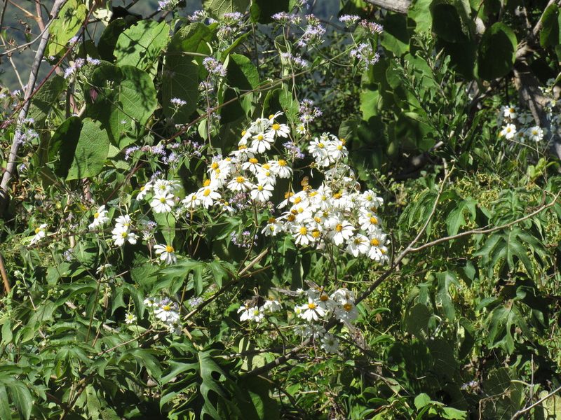 Montanoa bipinnatifida, photographed by Konstantin Grebennikov