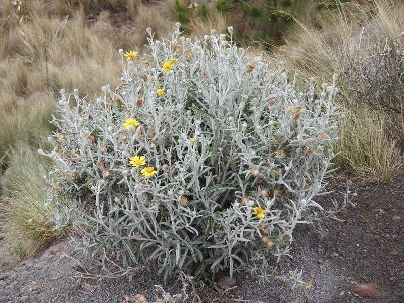 Senecio mairetianus, photographed by Konstantin Grebennikov