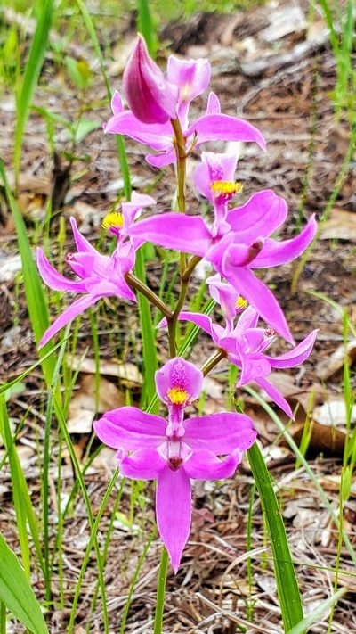 Calopogon oklahomensis, photographed by Ayla
