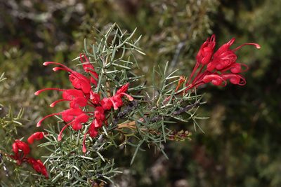 Grevillea wilsonii, photographed by T. Hammer