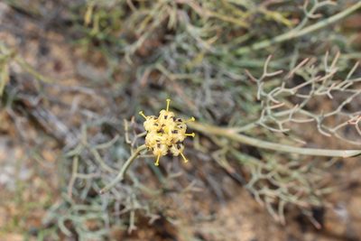 Stirlingia simplex, photographed by T. Hammer