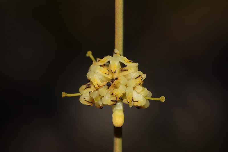 Stirlingia simplex, photographed by T. Hammer
