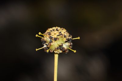 Stirlingia simplex, photographed by T. Hammer