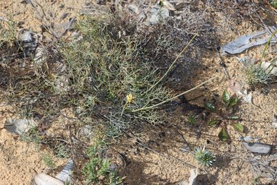 Stirlingia simplex, photographed by T. Hammer