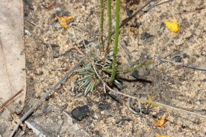Stylidium scariosum, photographed by T. Hammer
