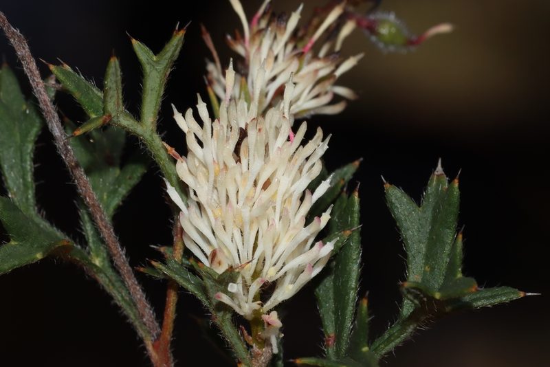 Grevillea pulchella, photographed by T. Hammer
