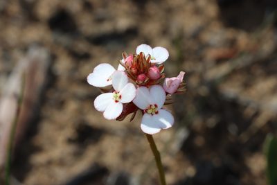 Stylidium scariosum, photographed by T. Hammer