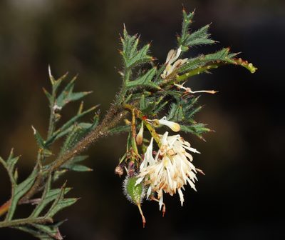 Grevillea pulchella, photographed by T. Hammer