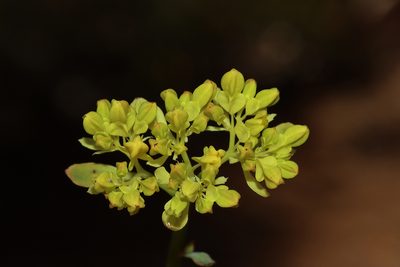 Glischrocaryon aureum, photographed by T. Hammer