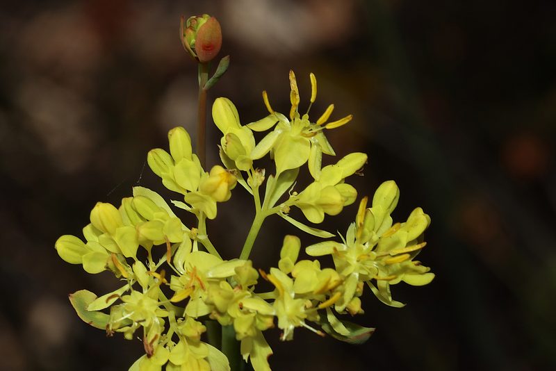 Glischrocaryon aureum, photographed by T. Hammer