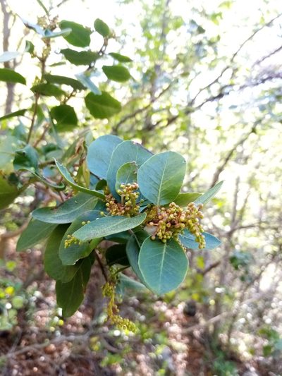 Schinus montana, photographed by Raúl Cuevas Medina